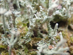 Cladonia weymouthii