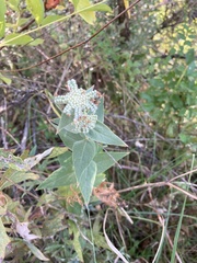 Pycnanthemum californicum