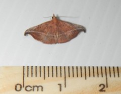 Corgatha ancistrodes
