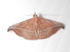 Corgatha ancistrodes