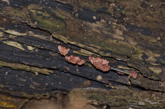 Arcyria stipata