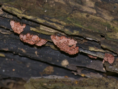 Arcyria stipata