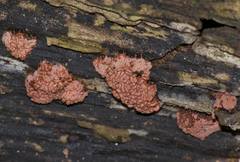 Arcyria stipata