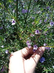 Prostanthera scutellarioides