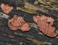 Arcyria stipata