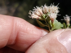 Ageratina wrightii