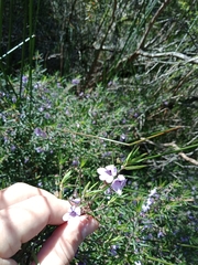 Prostanthera scutellarioides
