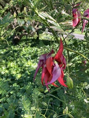 Clianthus