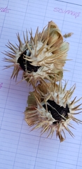 Datura wrightii