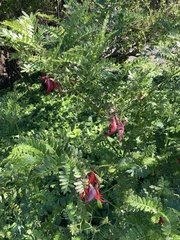 Clianthus