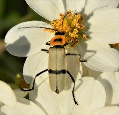 Chauliognathus nigrocinctus