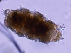 Heterotardigrada
