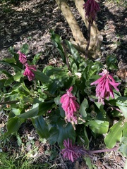 Veltheimia