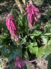 Veltheimia