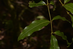 Cinnamomum oliveri
