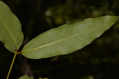 Cinnamomum oliveri