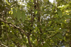 Cinnamomum oliveri