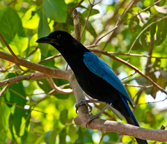 San Blas Jay photo 2
