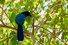San Blas Jay photo 3