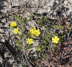 Hibbertia serpyllifolia