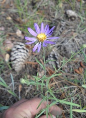 Dieteria bigelovii mucronata