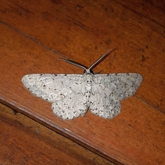 Glena unipennaria