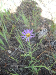 Dieteria bigelovii mucronata