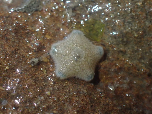 New Zealand Common Cushion Star, photo 4 of 9