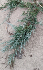Juniperus horizontalis