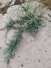 Juniperus horizontalis