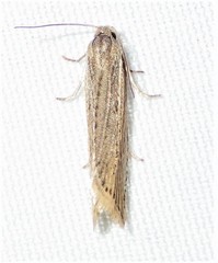 Eucosma ambodaidaleia