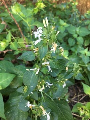 Dicliptera brachiata