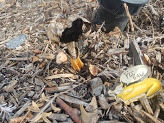 Agaricus deserticola