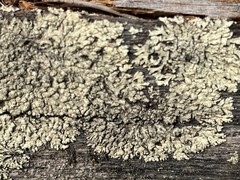 Parmeliopsis hyperopta