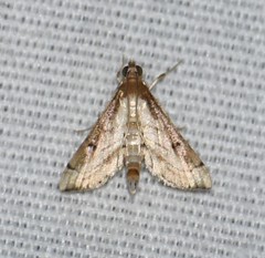 Marasmia cochrusalis