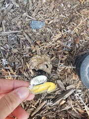 Agaricus deserticola