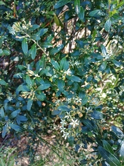 Leionema elatius beckleri