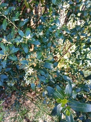 Leionema elatius beckleri