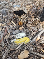Agaricus deserticola