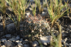 Escobaria vivipara