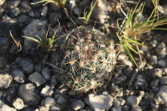 Escobaria vivipara
