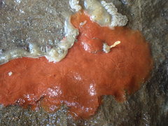 Timea aurantiaca