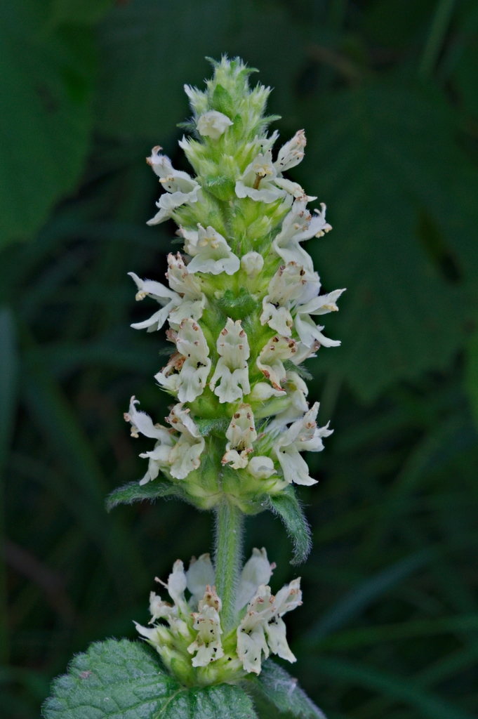 Betonica alopecuros (Betonica alopecuros)