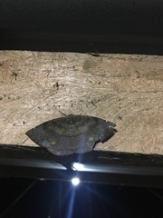 Oxydia peosinata