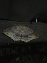 Oxydia peosinata