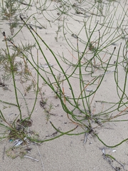 Equisetum variegatum