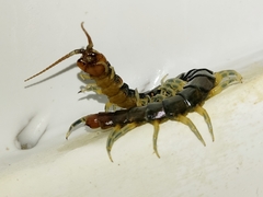 Rhysida longipes