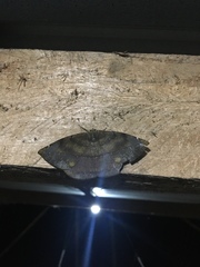 Oxydia peosinata