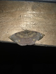 Oxydia peosinata