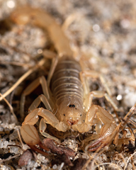 Paruroctonus luteolus